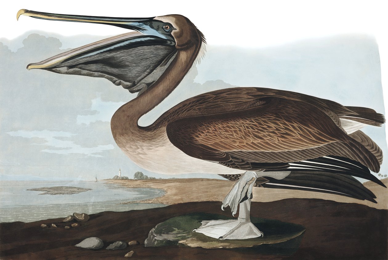 ブラウン・ペリカン、ペリカン・フスカス、ジョン・J・オーデュボン著「The Birds of America」より。 1827-38 作： ジョン・ジェームス・オーデュボン
