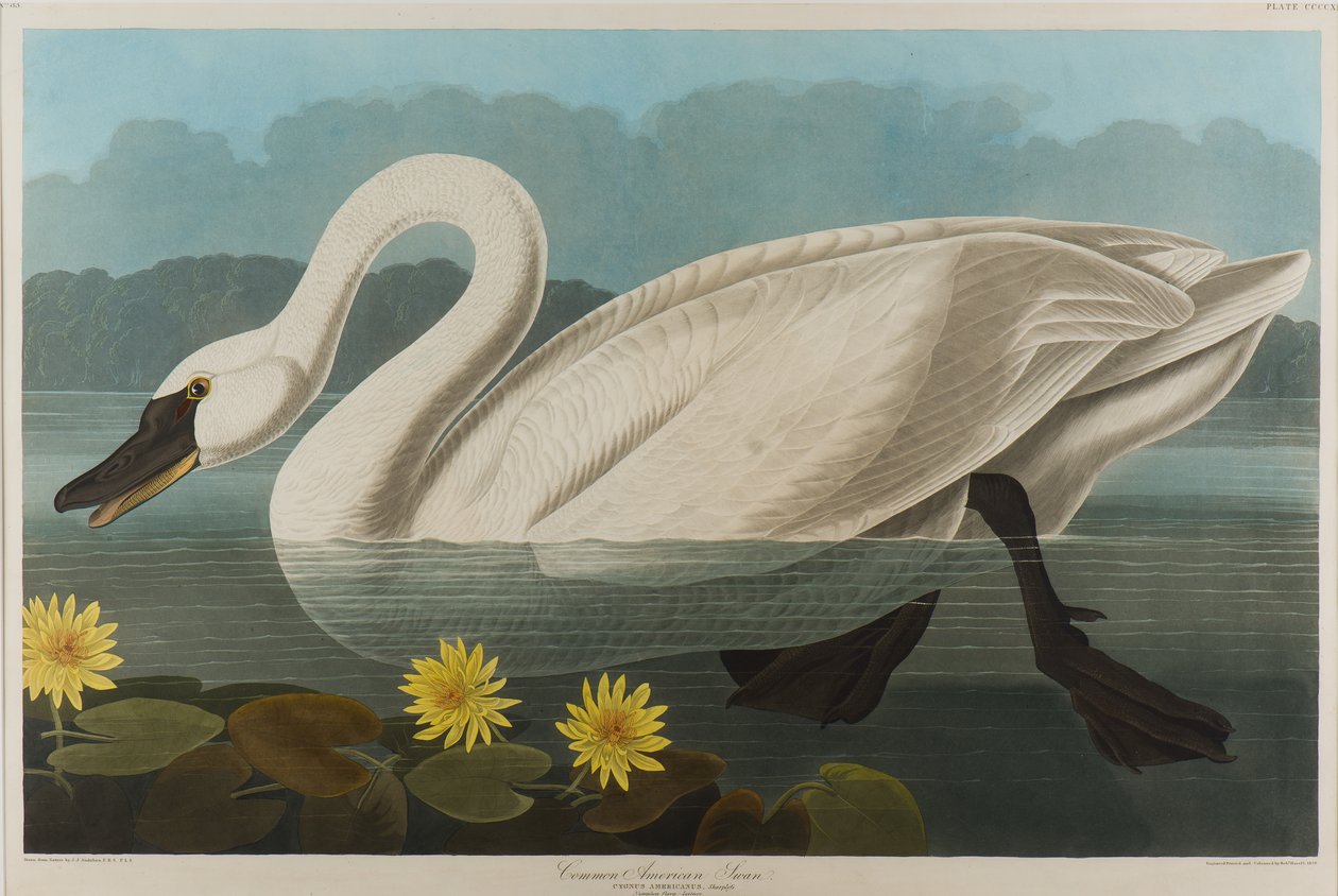 一般的なアメリカの白鳥、1838（紙にトイレ） 作： ジョン・ジェームス・オーデュボン