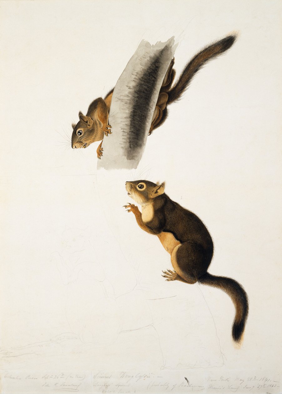 ダグラスリス、フォリオのための1 Viviparous Quadrupeds of North America、1845年に出版、c.1841-43（紙に鉛筆、インク、トイレ）（129904を参照） 作： ジョン・ジェームス・オーデュボン