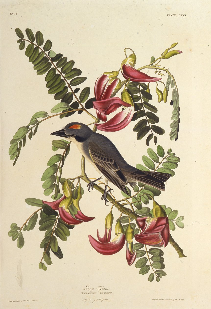 灰色の暴君。アメリカの鳥、1827-1838から。 作： ジョン・ジェームス・オーデュボン