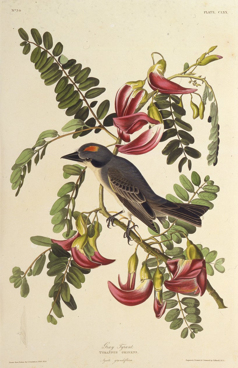 灰色の暴君。アメリカの鳥、1827-1838から。 作： ジョン・ジェームス・オーデュボン