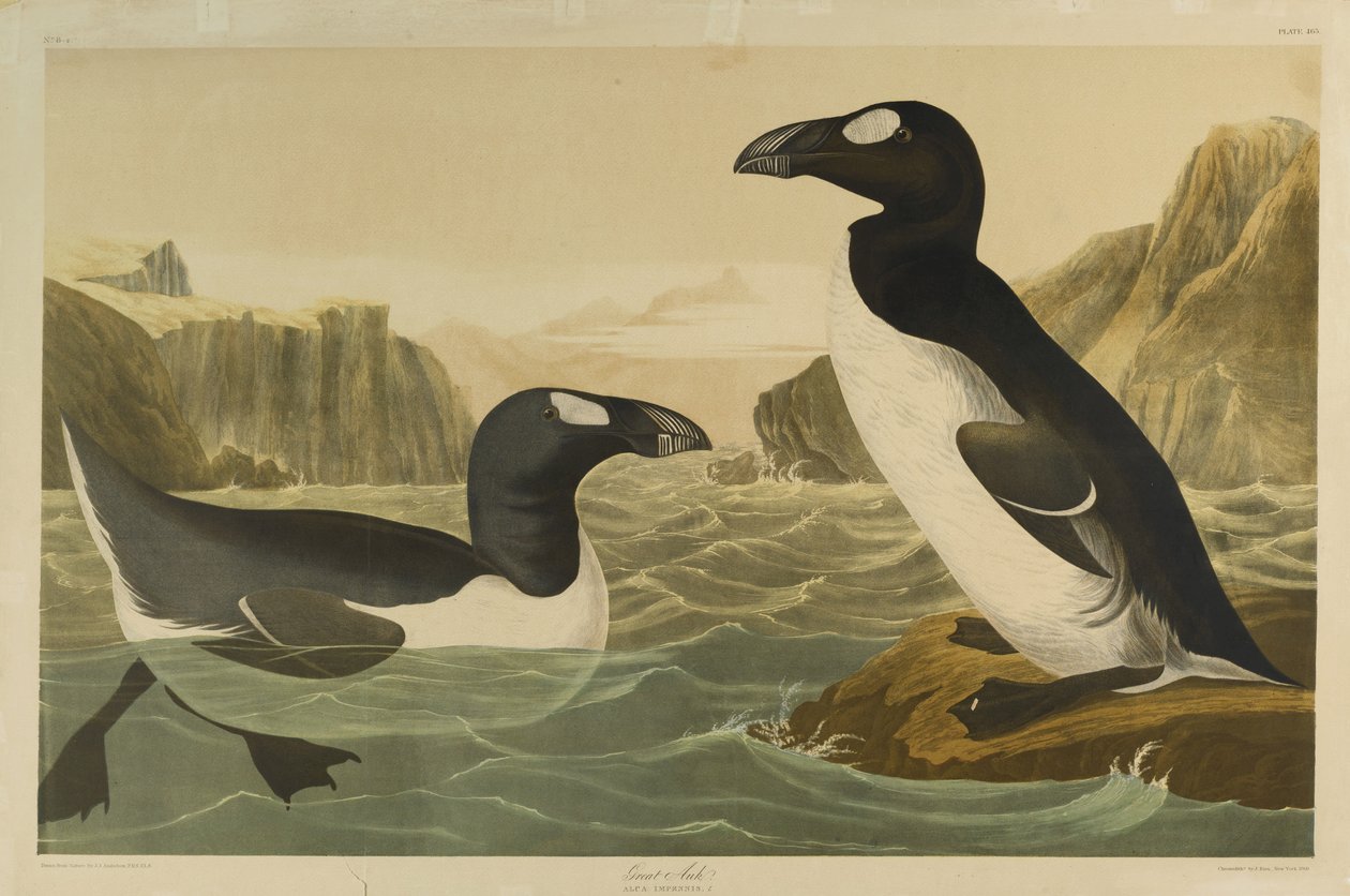 Great Auk、ジュリアン・ビエンによって印刷され、Roe Lockwood＆Sonによって出版された、1861年（クロモリソグラフ） 作： ジョン・ジェームス・オーデュボン