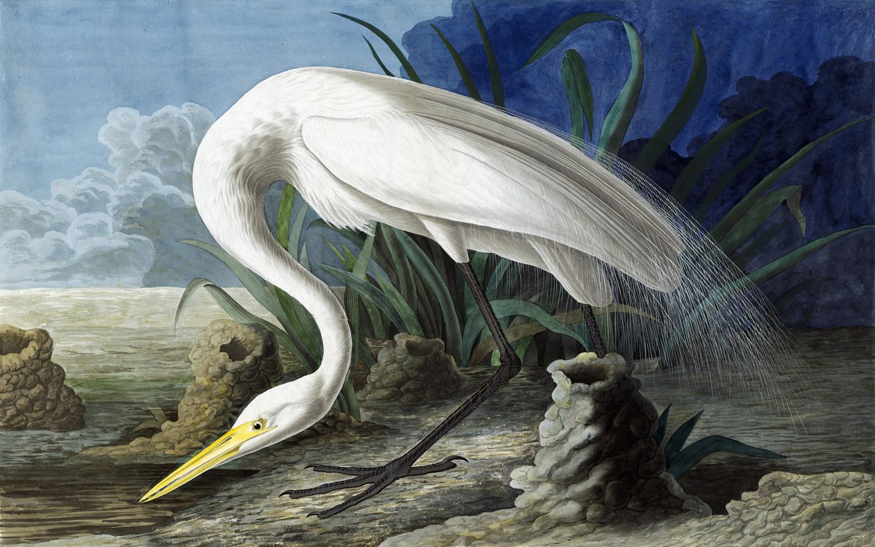 ジョンJ.オーデュボンのパブ「The Birds of America」のカササギ、Casmerodius Albus。 1827-38 作： ジョン・ジェームス・オーデュボン