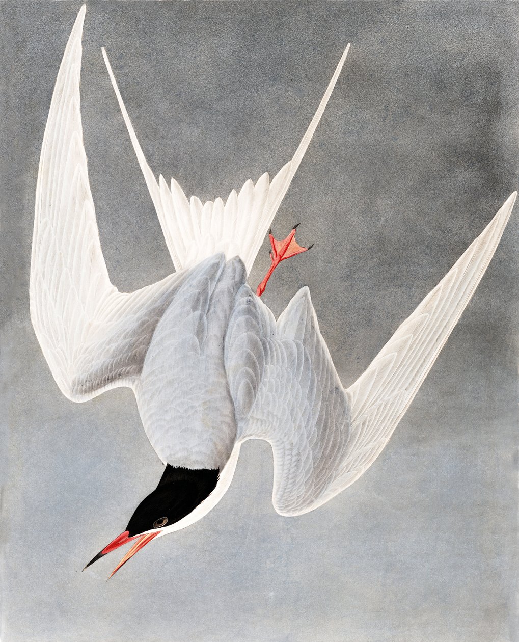 ジョンJ.オーデュボンのパブ「The Birds of America」出身のグレートターン、スターナヒルンド。 1827-38 作： ジョン・ジェームス・オーデュボン