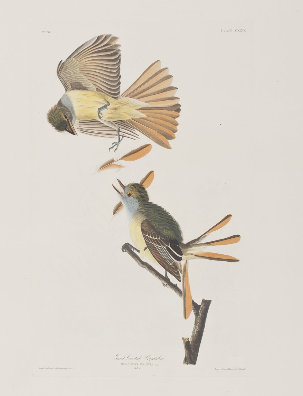 Birds of America」のイラスト 作： ジョン・ジェームス・オーデュボン