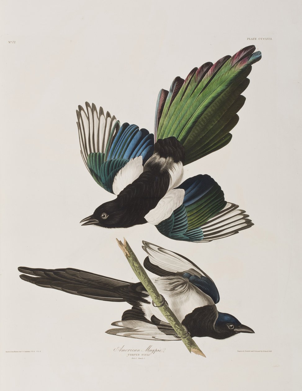 Birds of America」のイラスト 作： ジョン・ジェームス・オーデュボン