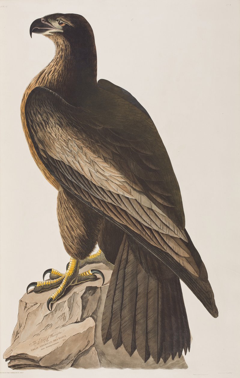 Birds of America」のイラスト 作： ジョン・ジェームス・オーデュボン