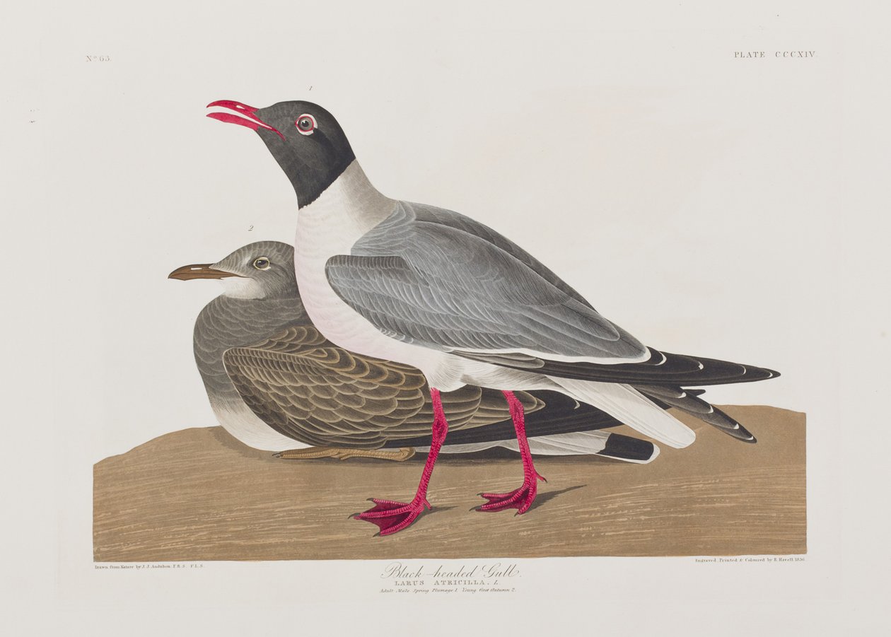 Birds of America」のイラスト 作： ジョン・ジェームス・オーデュボン