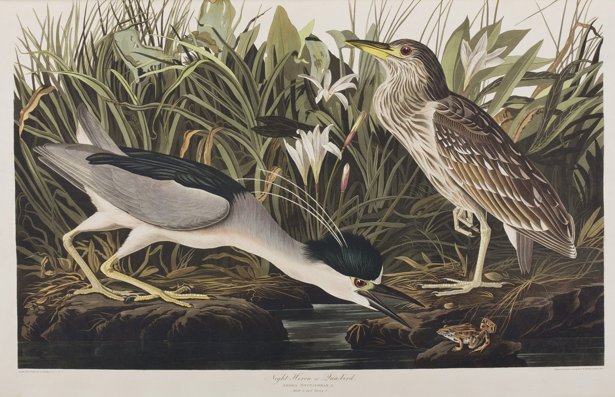 Birds of America」のイラスト 作： ジョン・ジェームス・オーデュボン
