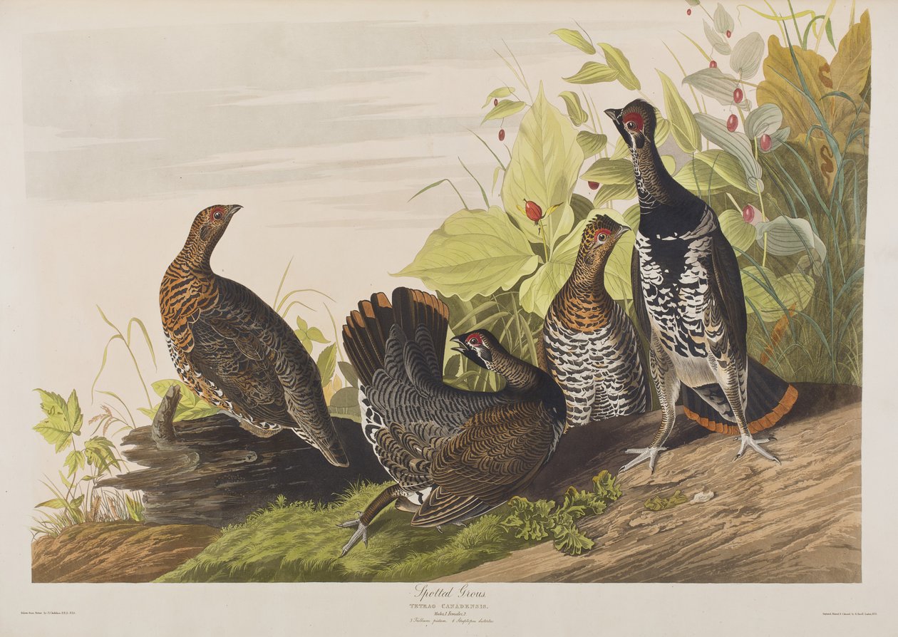 Birds of America」のイラスト 作： ジョン・ジェームス・オーデュボン