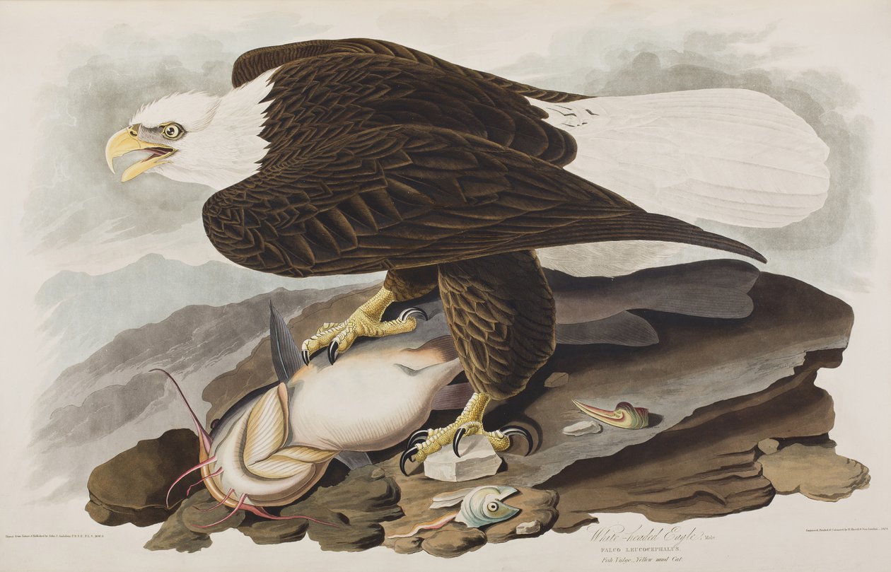 Birds of America」のイラスト 作： ジョン・ジェームス・オーデュボン