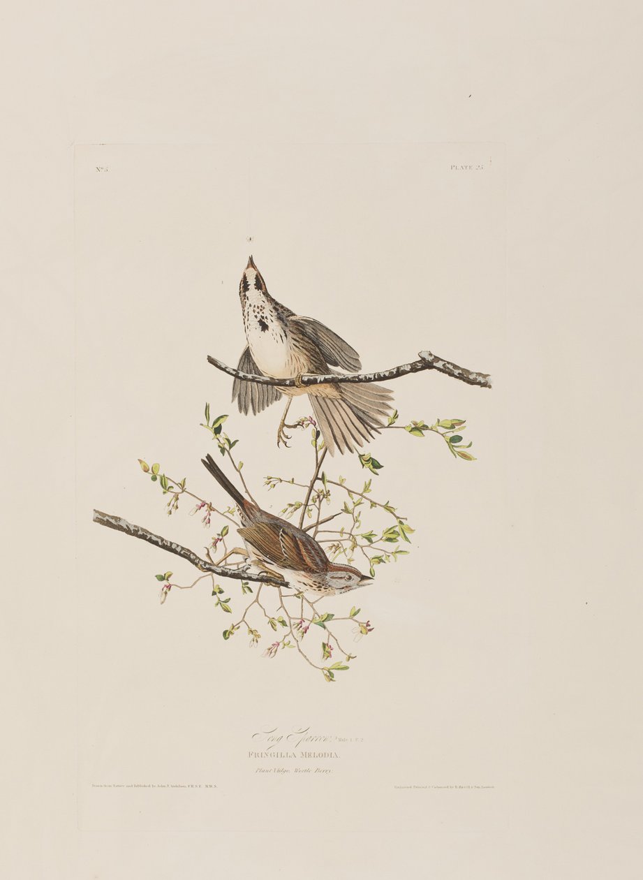 Birds of America」のイラスト 作： ジョン・ジェームス・オーデュボン