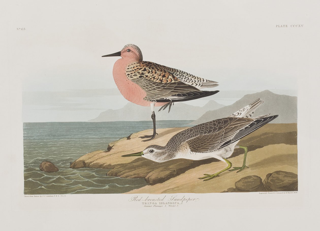 Birds of America」のイラスト 作： ジョン・ジェームス・オーデュボン
