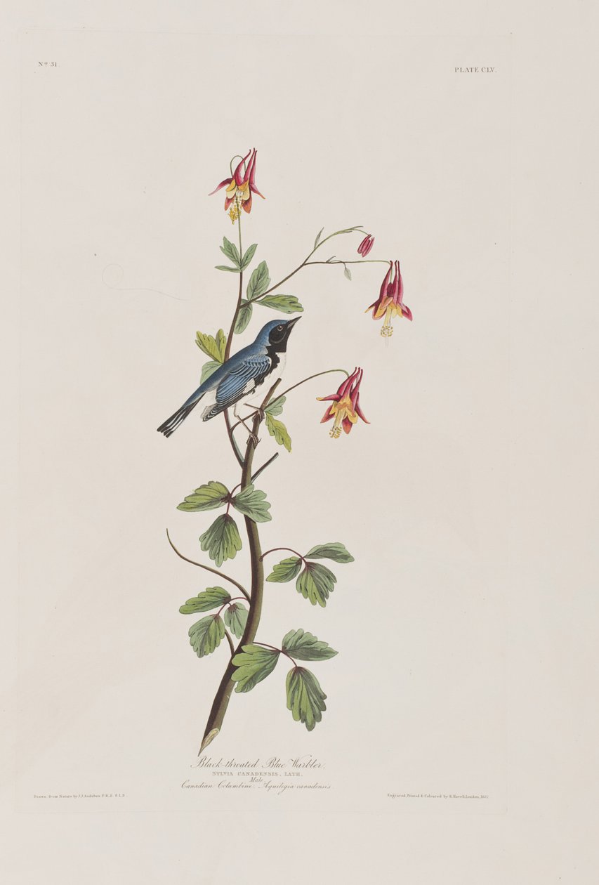 Birds of America」のイラスト 作： ジョン・ジェームス・オーデュボン