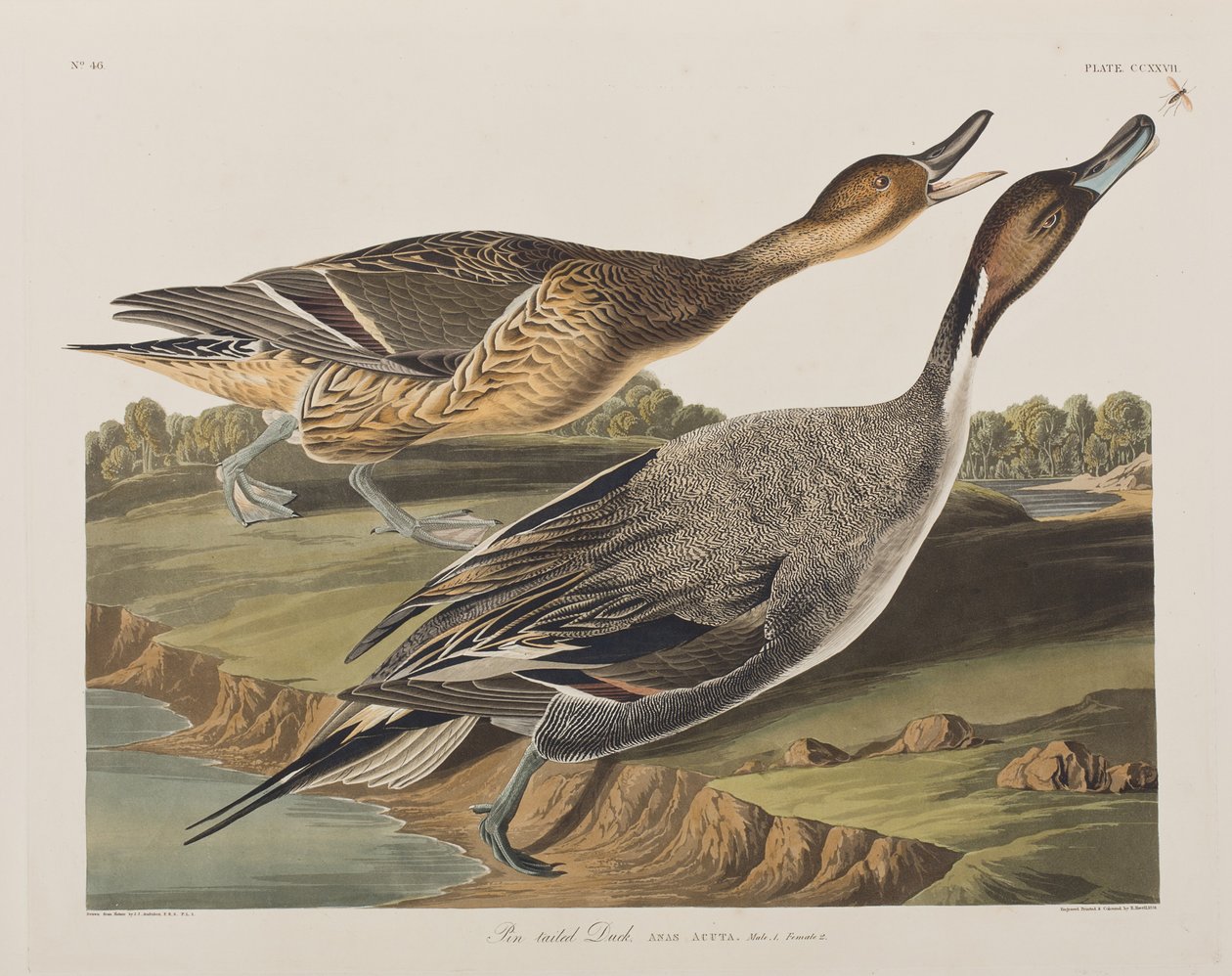 Birds of America」のイラスト 作： ジョン・ジェームス・オーデュボン