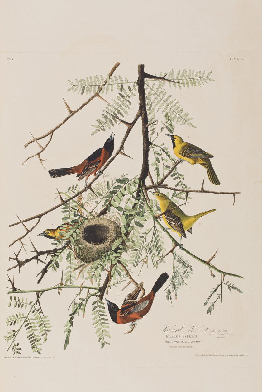 Birds of America」のイラスト 作： ジョン・ジェームス・オーデュボン