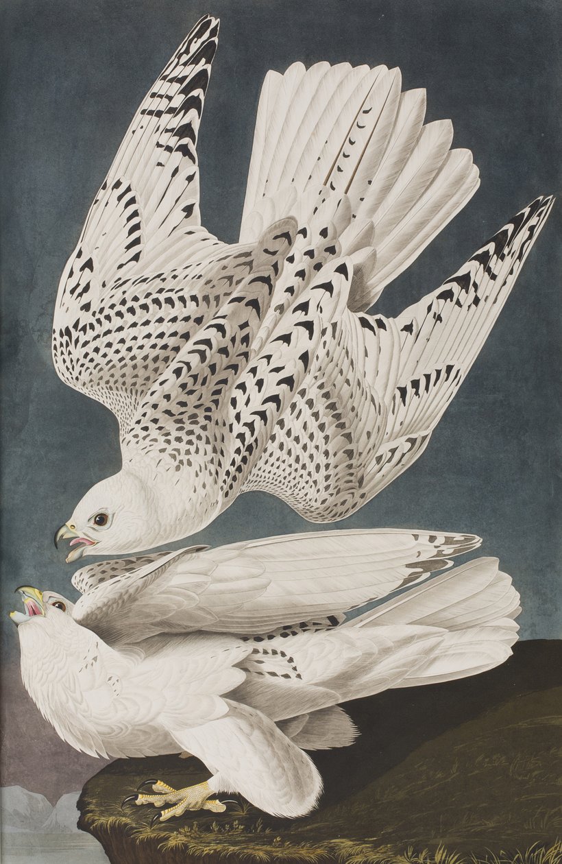 Birds of America」のイラスト 作： ジョン・ジェームス・オーデュボン