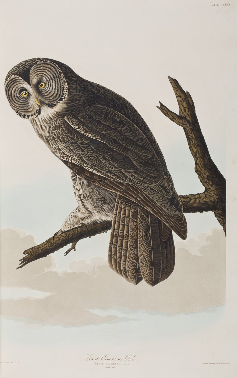 Birds of America」のイラスト 作： ジョン・ジェームス・オーデュボン