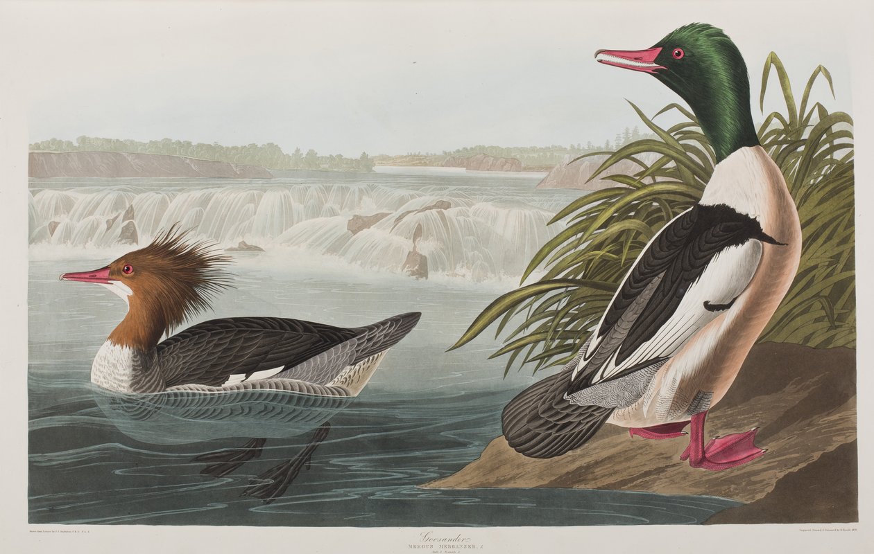 Birds of America」のイラスト 作： ジョン・ジェームス・オーデュボン