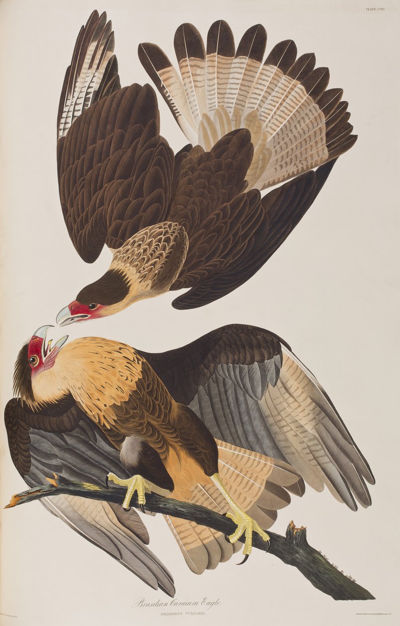 Birds of America」のイラスト 作： ジョン・ジェームス・オーデュボン