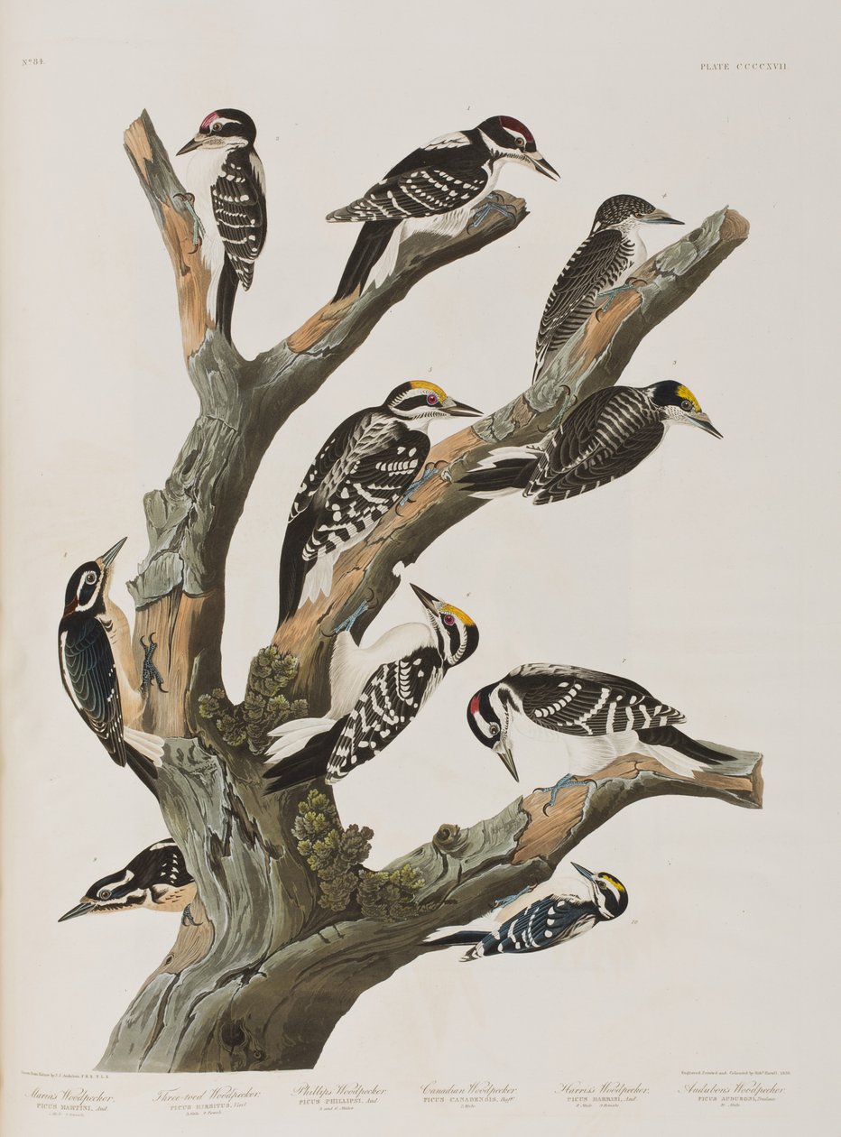 Birds of America」のイラスト 作： ジョン・ジェームス・オーデュボン