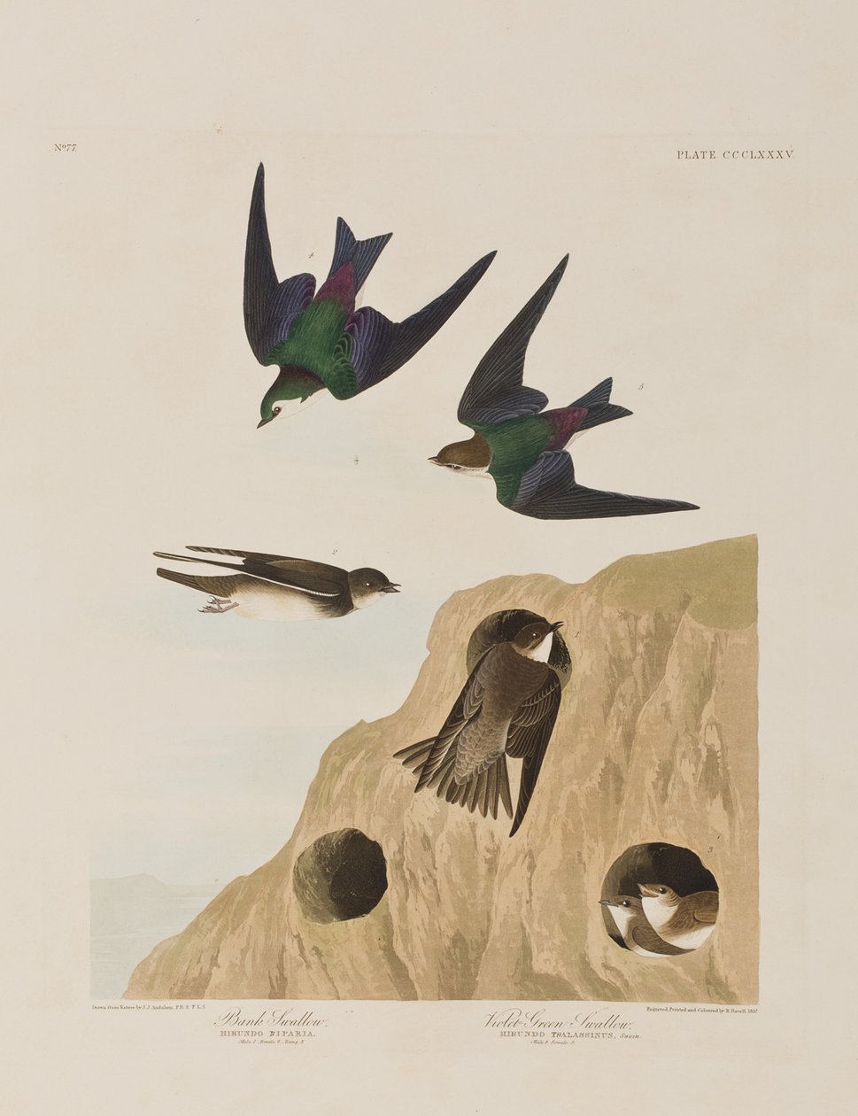 Birds of America」のイラスト 作： ジョン・ジェームス・オーデュボン