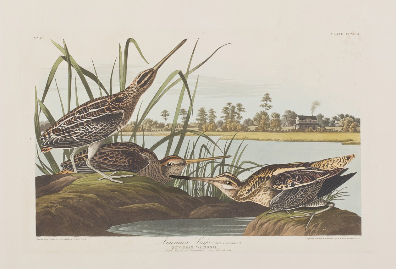 Birds of America」のイラスト 作： ジョン・ジェームス・オーデュボン