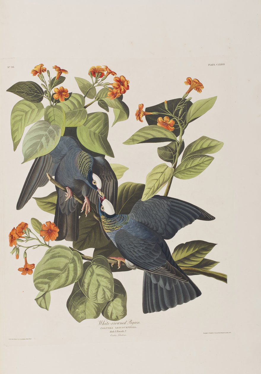Birds of America」のイラスト 作： ジョン・ジェームス・オーデュボン