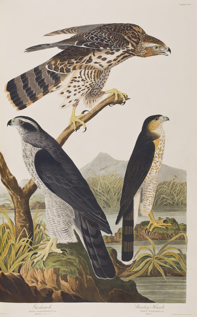 Birds of America」のイラスト 作： ジョン・ジェームス・オーデュボン
