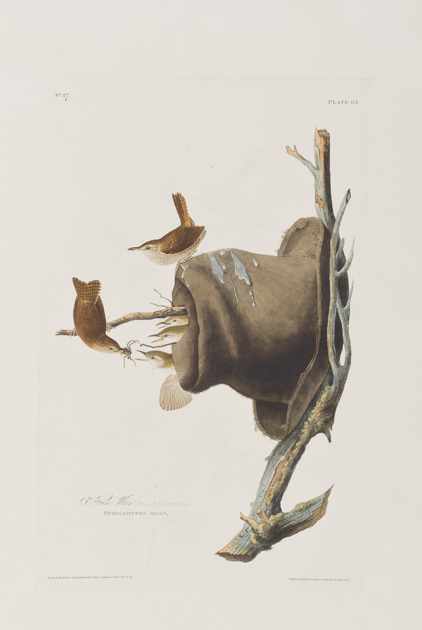 Birds of America」のイラスト 作： ジョン・ジェームス・オーデュボン