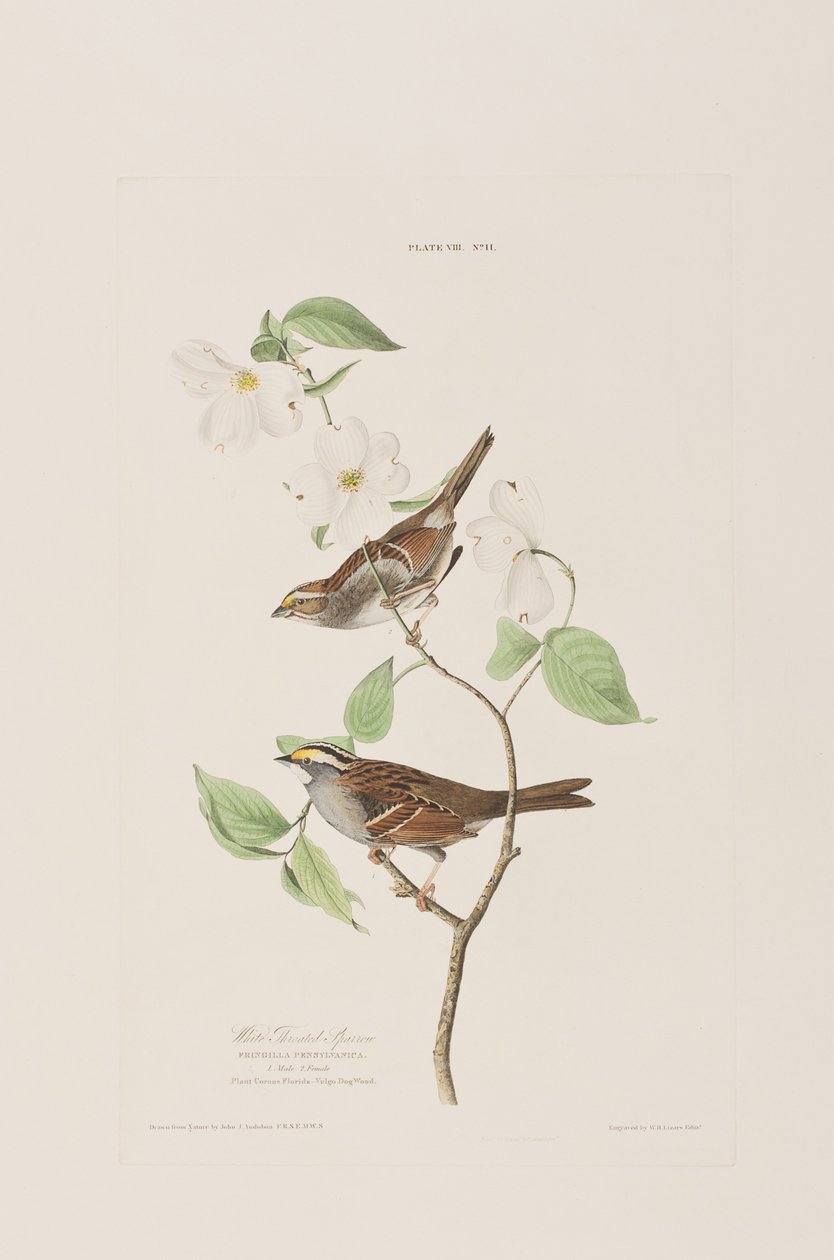 Birds of America」のイラスト 作： ジョン・ジェームス・オーデュボン