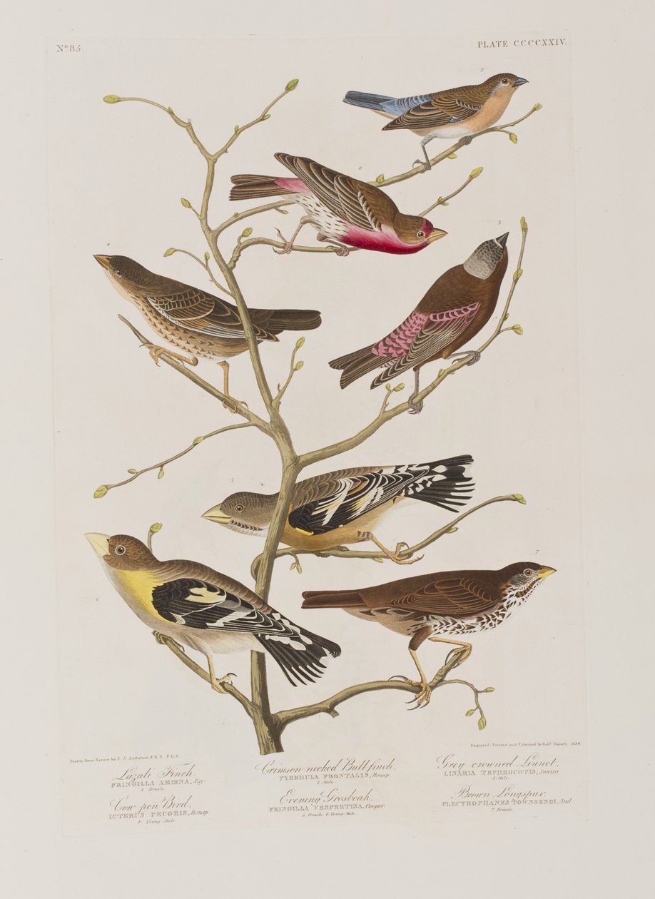 Birds of America」のイラスト 作： ジョン・ジェームス・オーデュボン