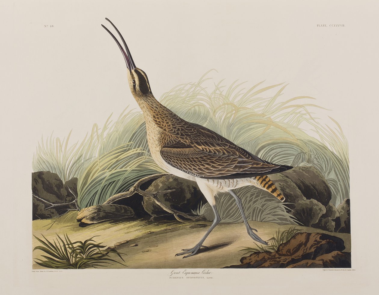 Birds of America」のイラスト 作： ジョン・ジェームス・オーデュボン