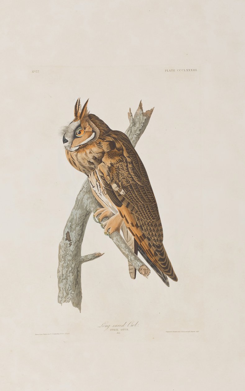Birds of America」のイラスト 作： ジョン・ジェームス・オーデュボン