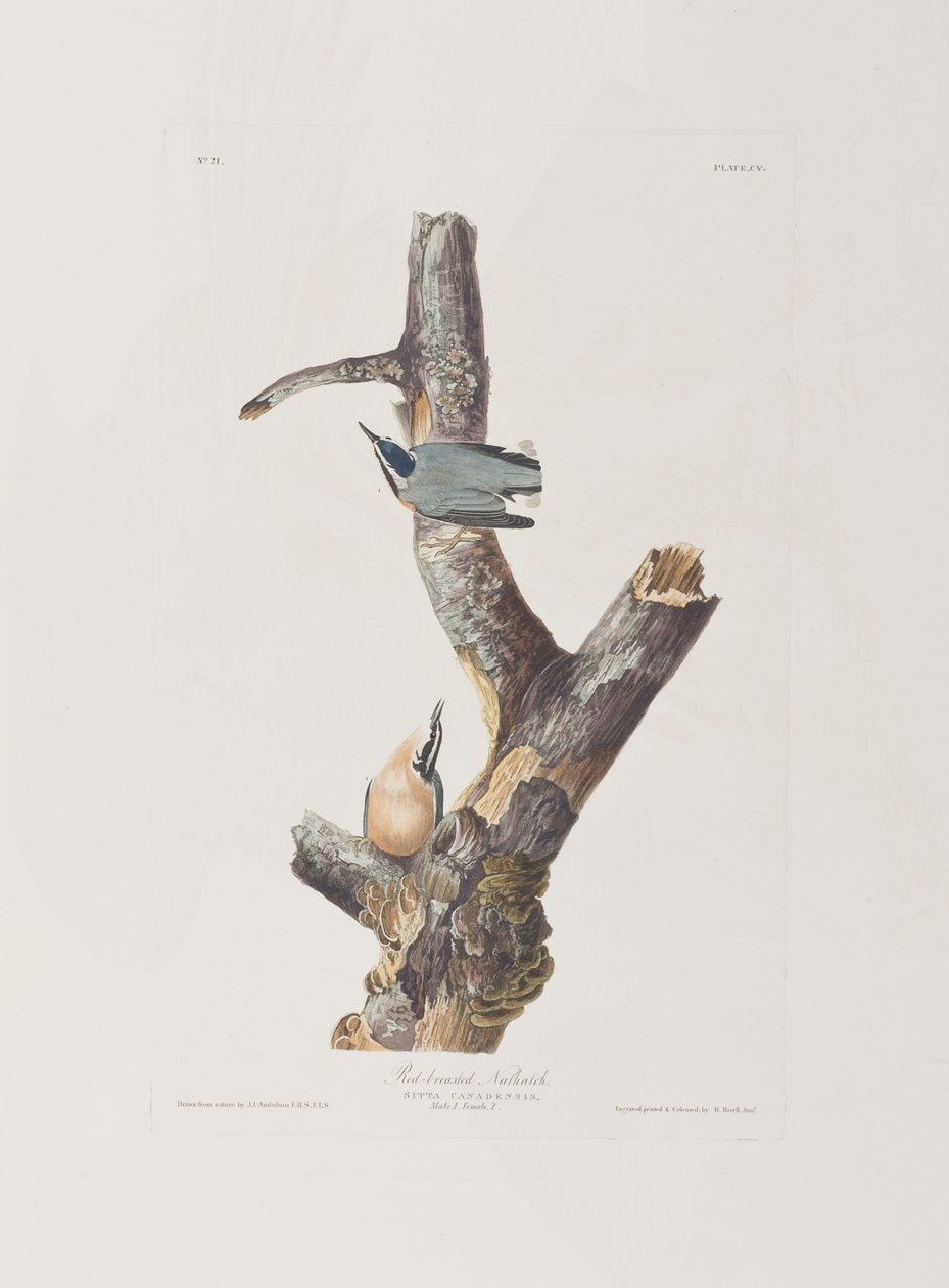 Birds of America」のイラスト 作： ジョン・ジェームス・オーデュボン