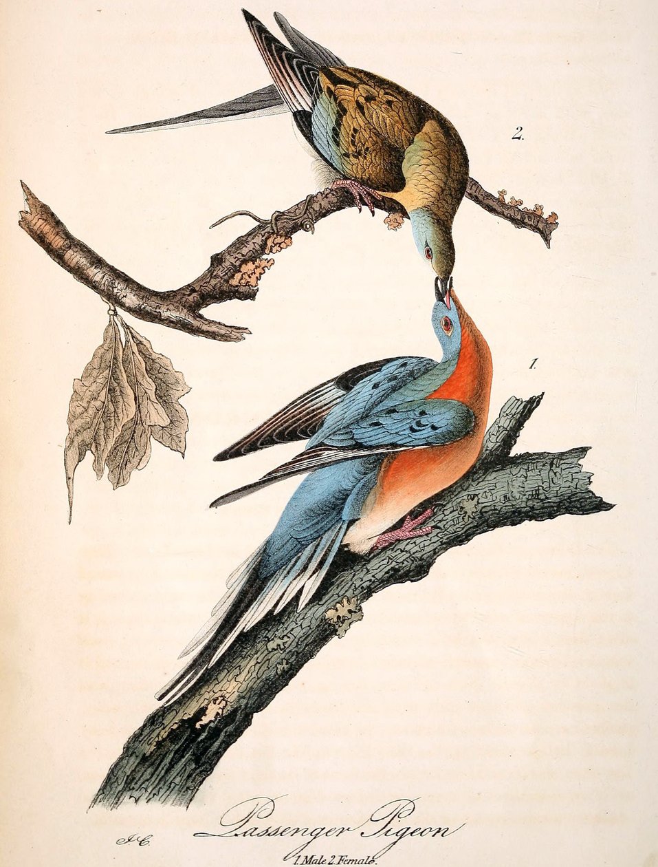 マーションの『The Passenger Pigeon』（オーデュボンプレート、クロップ） 作： ジョン・ジェームス・オーデュボン