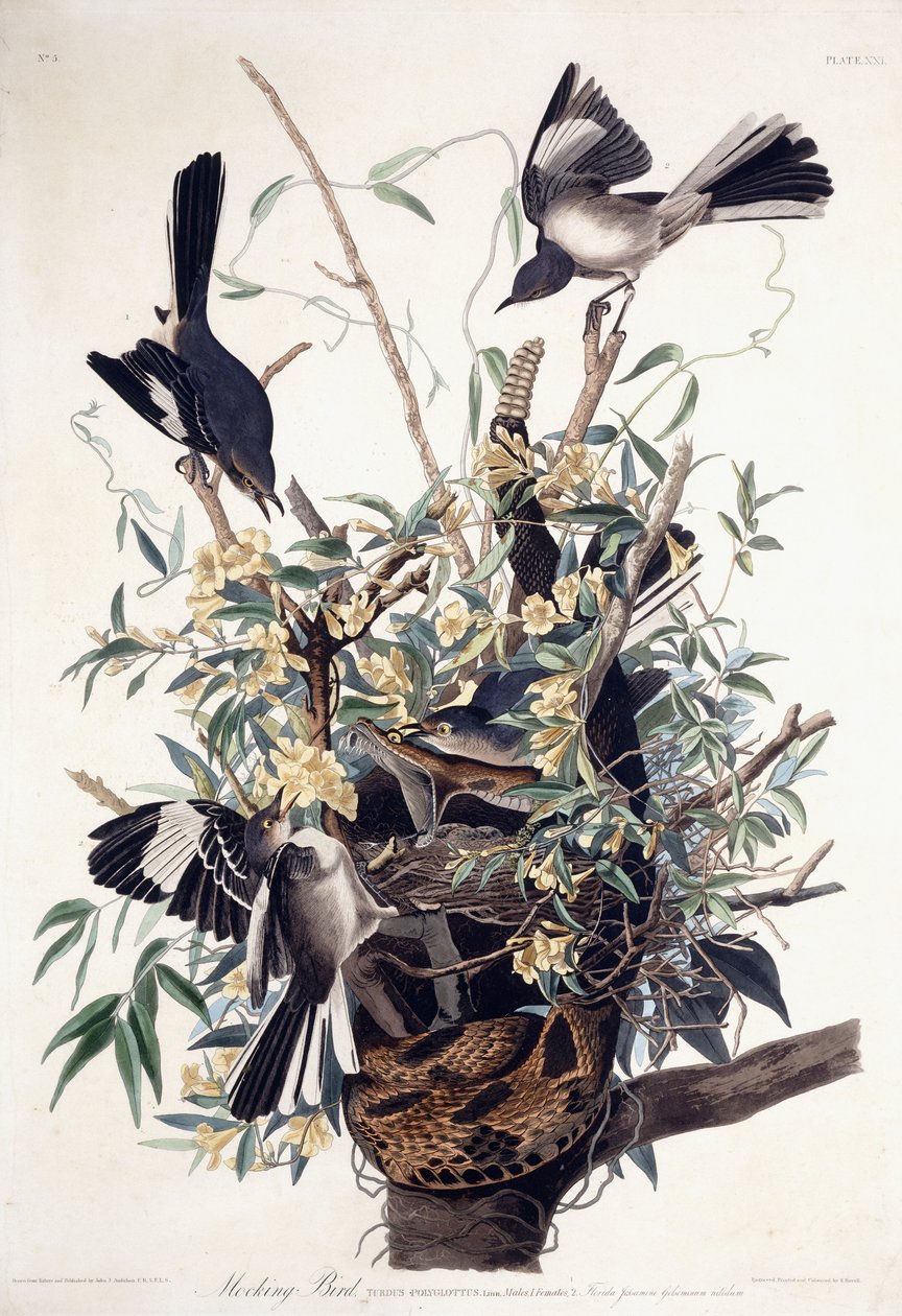 モッキングバード（Turdus Polyglottus） 作： ジョン・ジェームス・オーデュボン