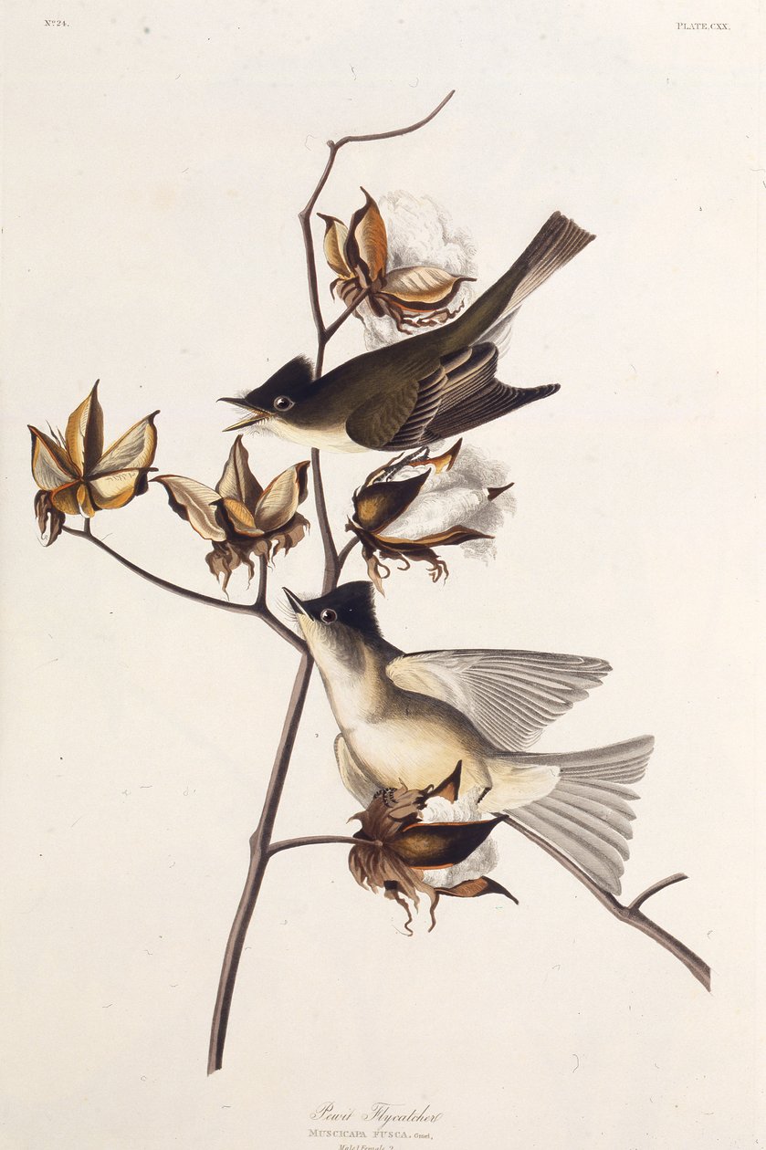 Pewit Flycatcher。アメリカの鳥、1827-1838から。 作： ジョン・ジェームス・オーデュボン