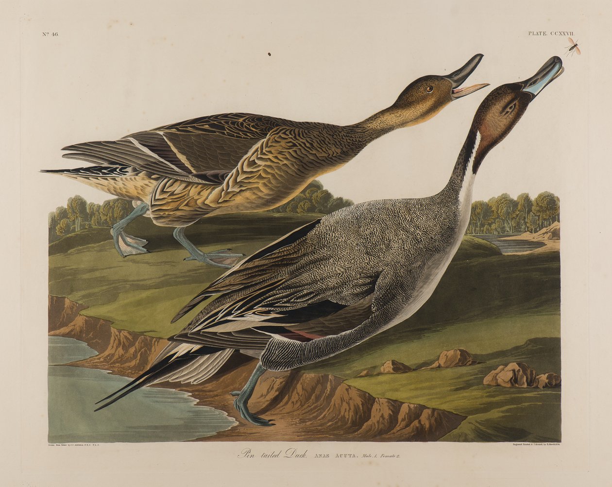 Pin Tailed Duck、1834（紙にトイレ） 作： ジョン・ジェームス・オーデュボン