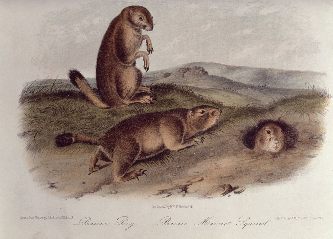 「北アメリカの四足動物」からのプレーリードッグ、1842年5月（リトグラフ） 作： ジョン・ジェームス・オーデュボン