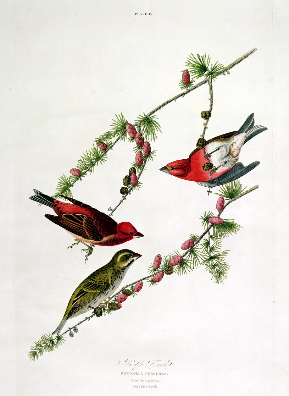 ウィリアムホーム（1788-1859）によって刻まれた「鳥のアメリカ」からパープルフィンチ 作： ジョン・ジェームス・オーデュボン