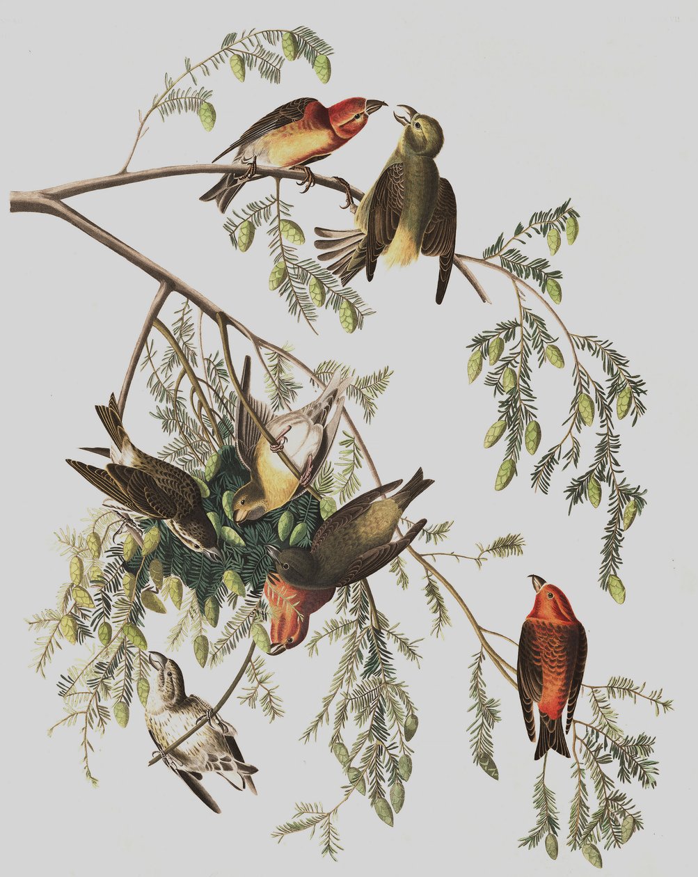 ジョンJ.オーデュボンのパブ「The Birds of America」の赤十字、ロキシアカービロストラ。 1827-38 作： ジョン・ジェームス・オーデュボン