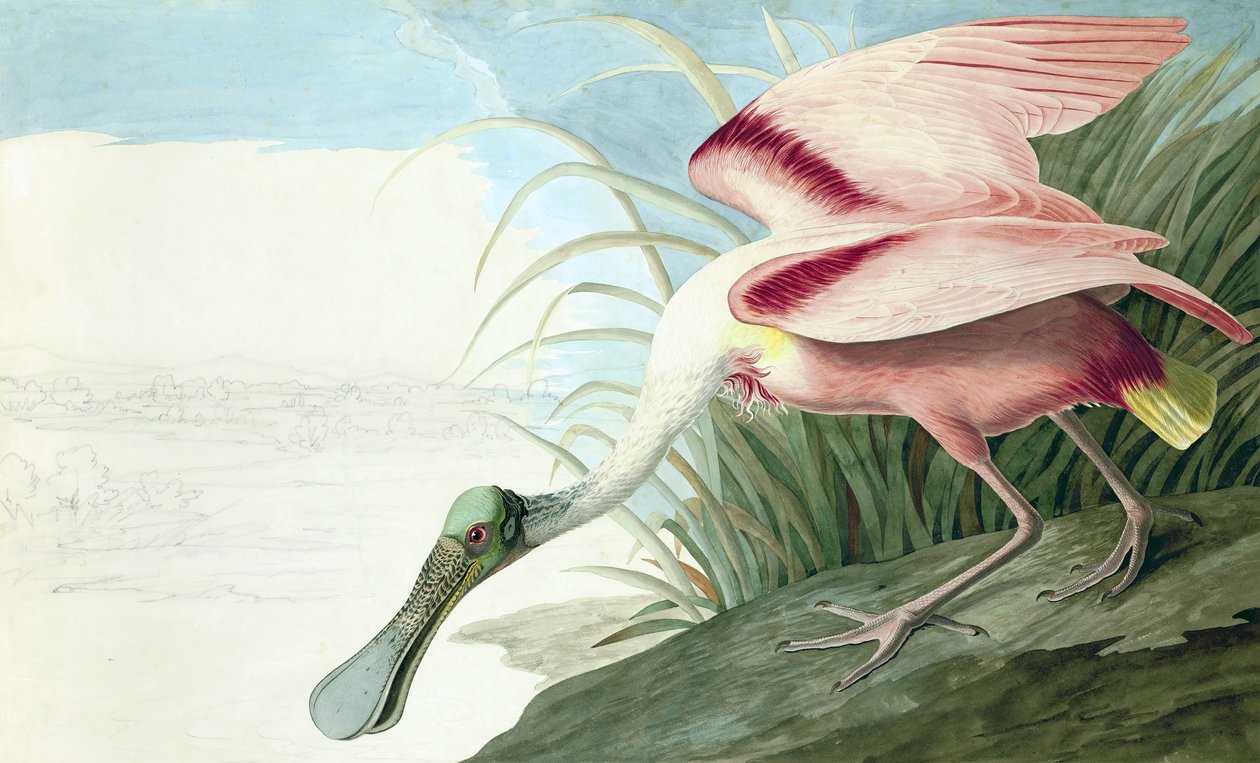 ジョンJ.オーデュボンのパブ「The Birds of America」のPlatatea Ajajaのローズエイトヘラサギ。 1827-38 作： ジョン・ジェームス・オーデュボン