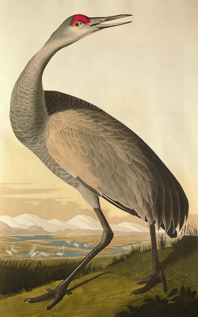 サンドヒルクレーン、ロバートハヴェル（1793-1878）1835によって刻まれた「鳥のアメリカ」から 作： ジョン・ジェームス・オーデュボン