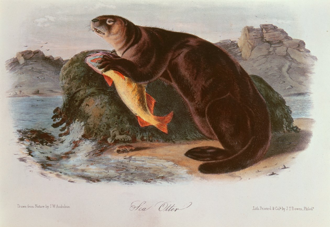 北アメリカの四足獣からのラッコ（1842-5） 作： ジョン・ジェームス・オーデュボン