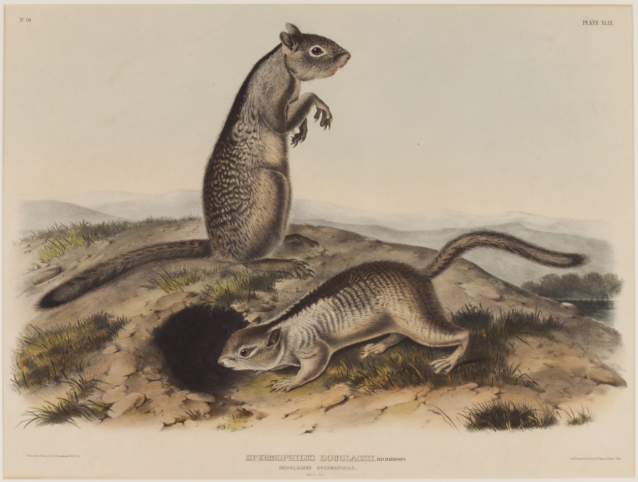 Spermophilus Douglassii（2匹のダグラスリス） 作： ジョン・ジェームス・オーデュボン