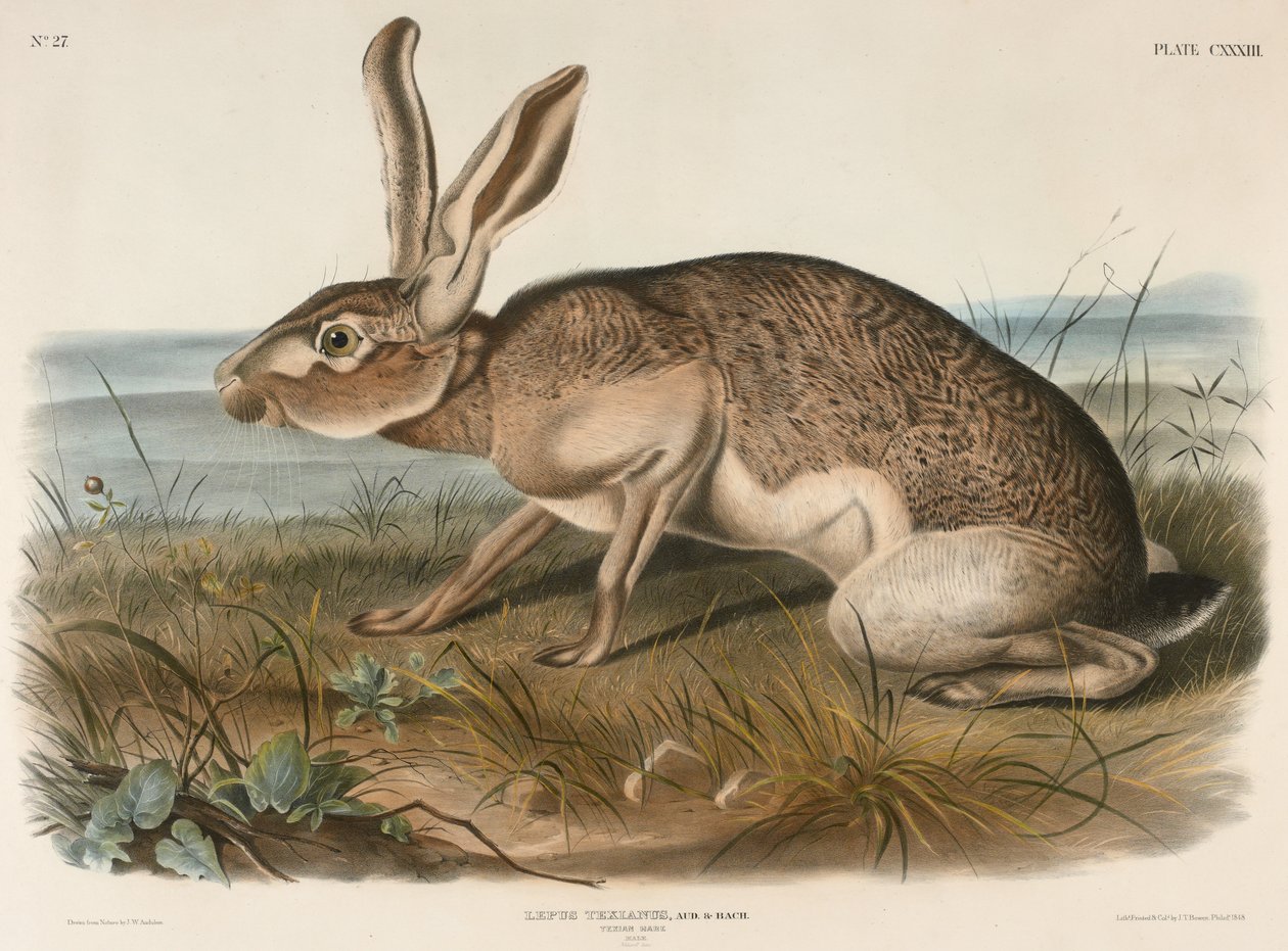 Texian Hare（Lepus Texianus）、1848（手塗りのリトグラフ） 作： ジョン・ジェームス・オーデュボン