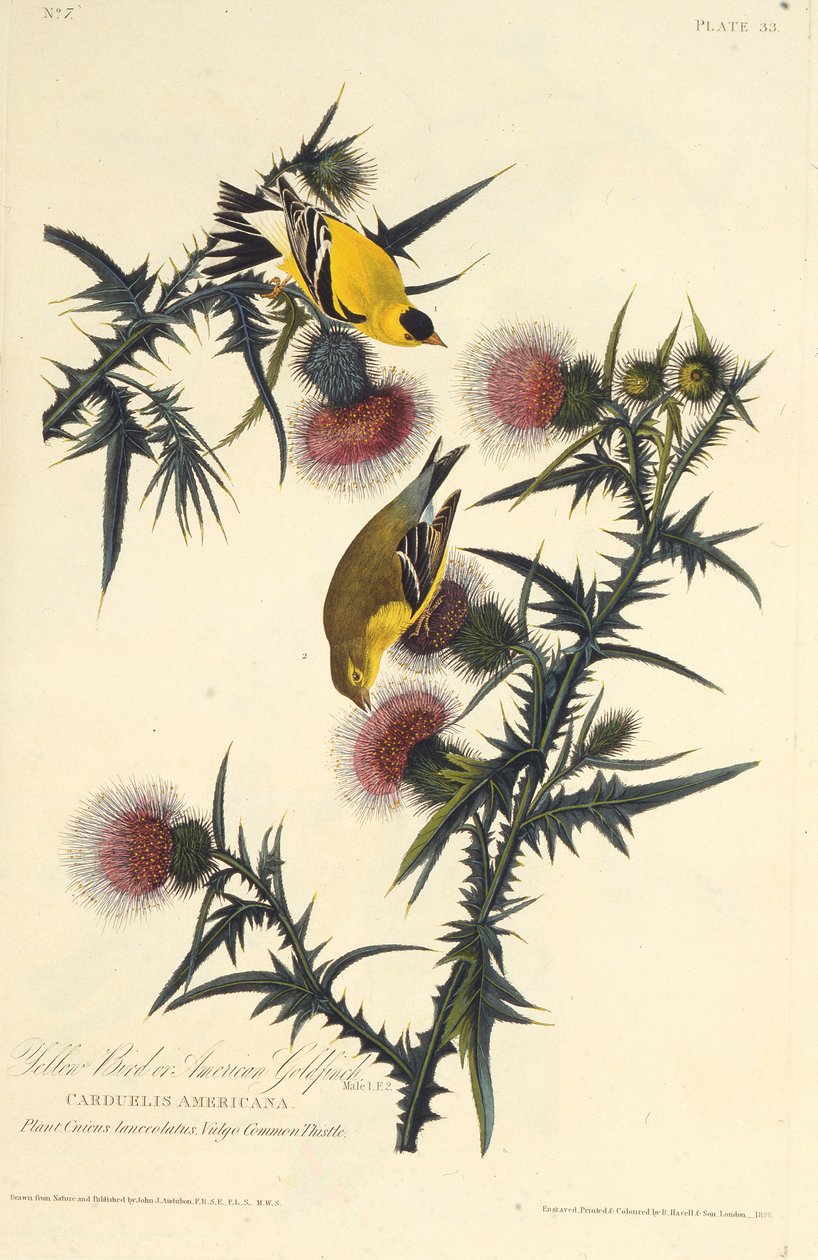 アメリカのゴールドフィンチ。アメリカの鳥、1827-1838から。 作： ジョン・ジェームス・オーデュボン