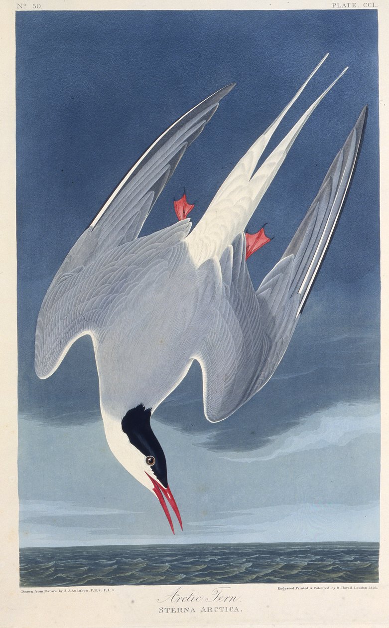 北極アジサシ。アメリカの鳥、1827-1838から。 作： ジョン・ジェームス・オーデュボン