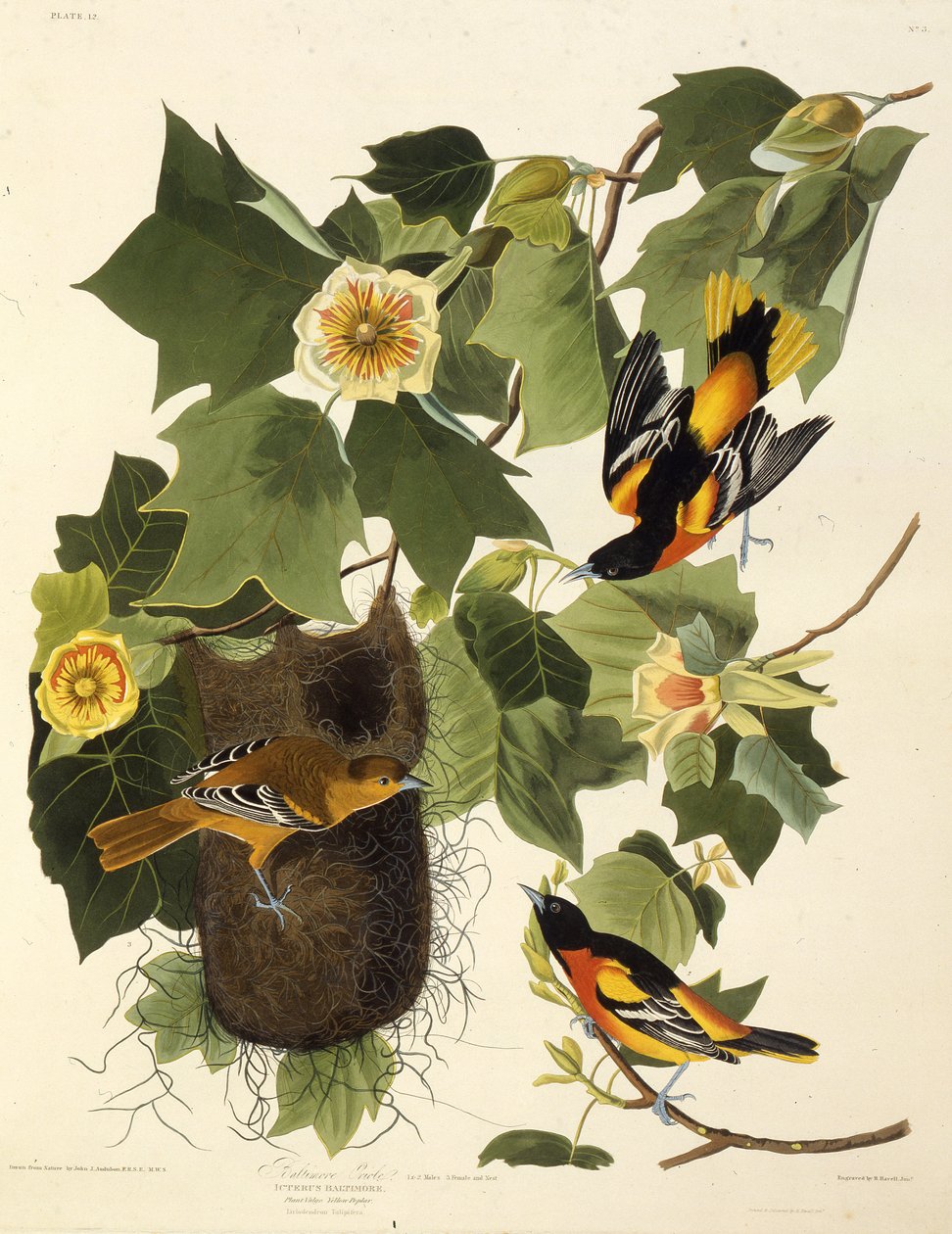 ボルチモアオリオール。アメリカの鳥、1827-1838から。 作： ジョン・ジェームス・オーデュボン